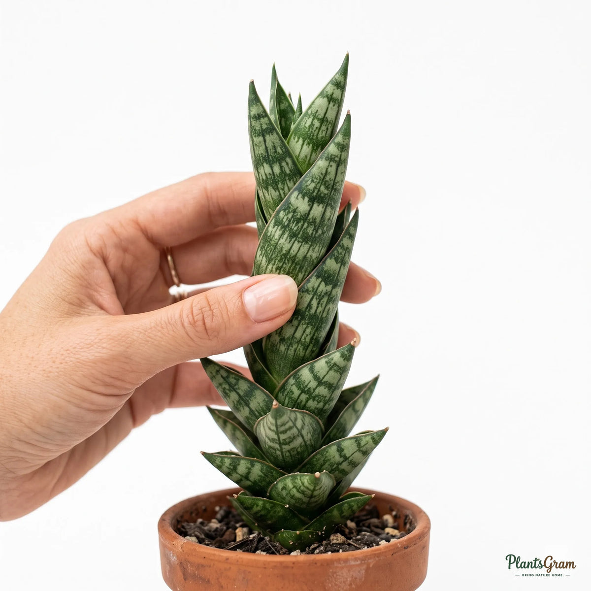 Hand holding a Sansevieria Francisii leaf to show texture