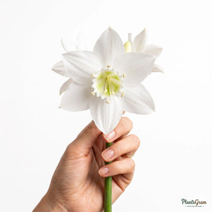 Hand holding a white Eucharis Lily flower