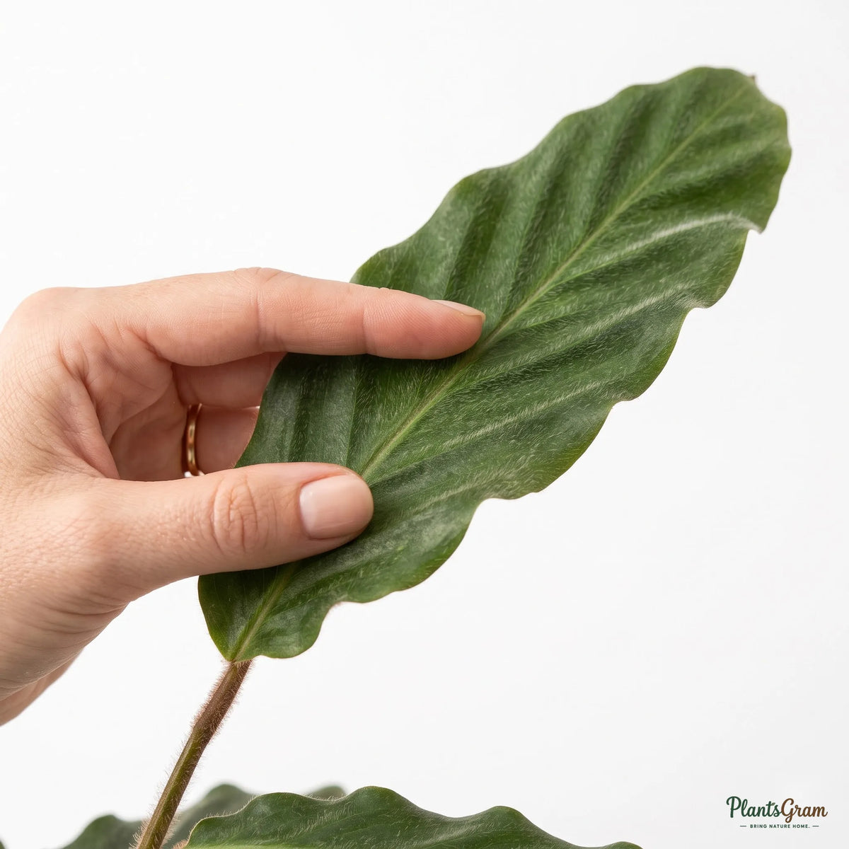 Hand stroking a Calathea Rufibarba leaf