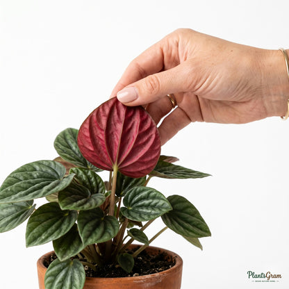 Hand tilting a Peperomia Rosso leaf to show its coloring