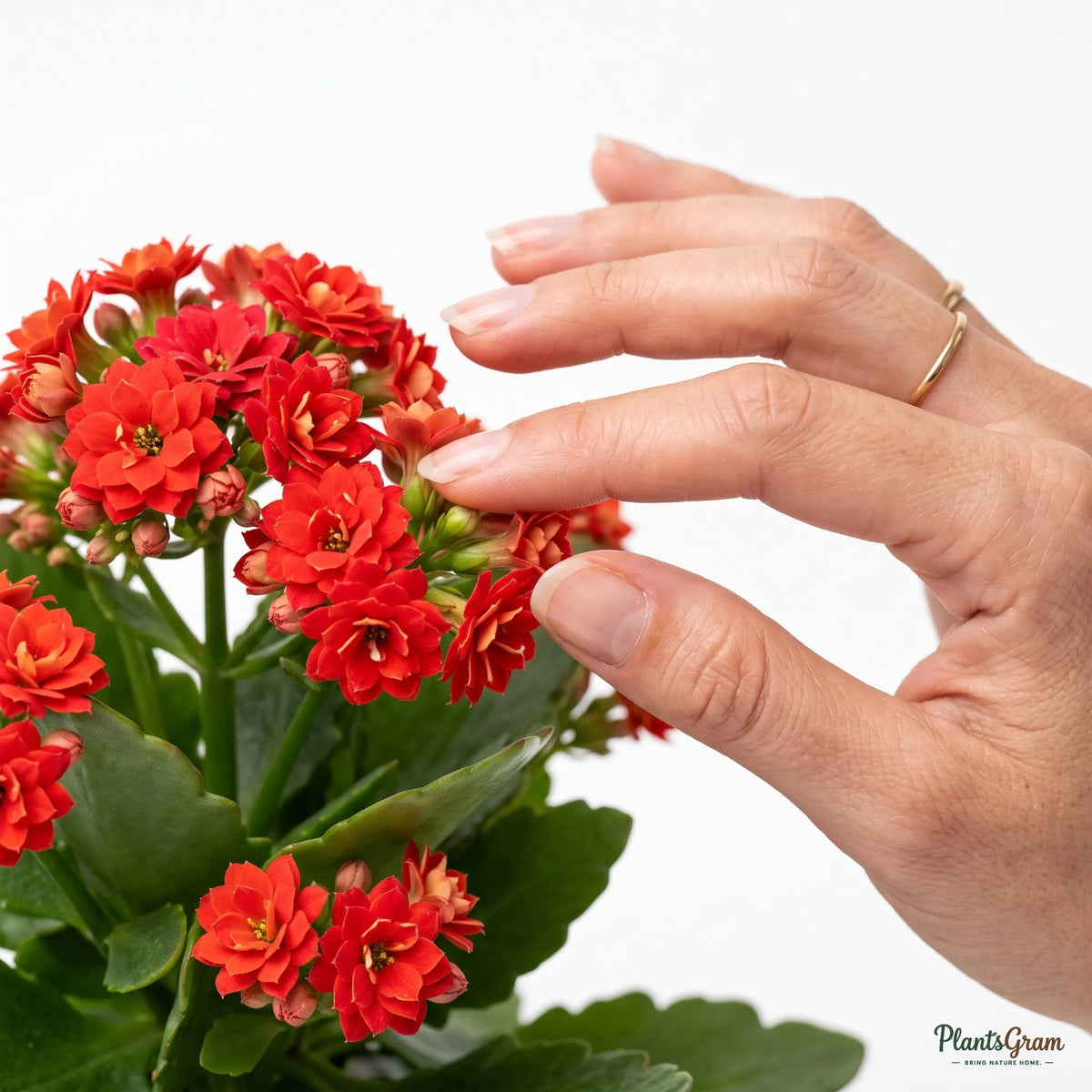 Kalanchoe Red Double (Kalanchoe blossfeldiana)