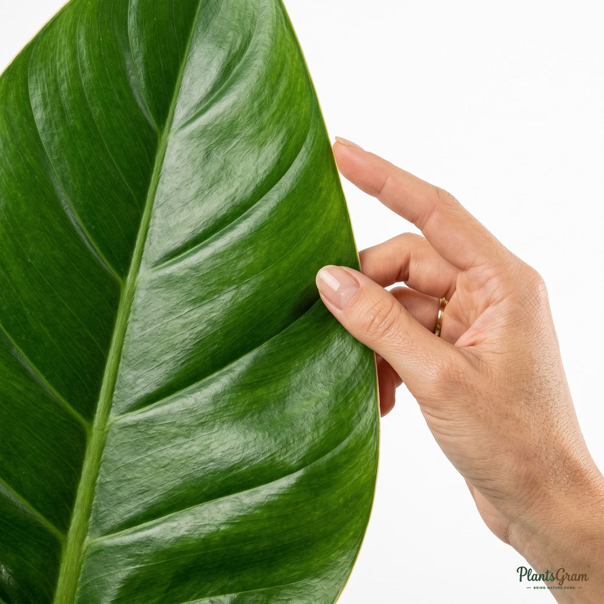 Hand touching a Philodendron Congo leaf