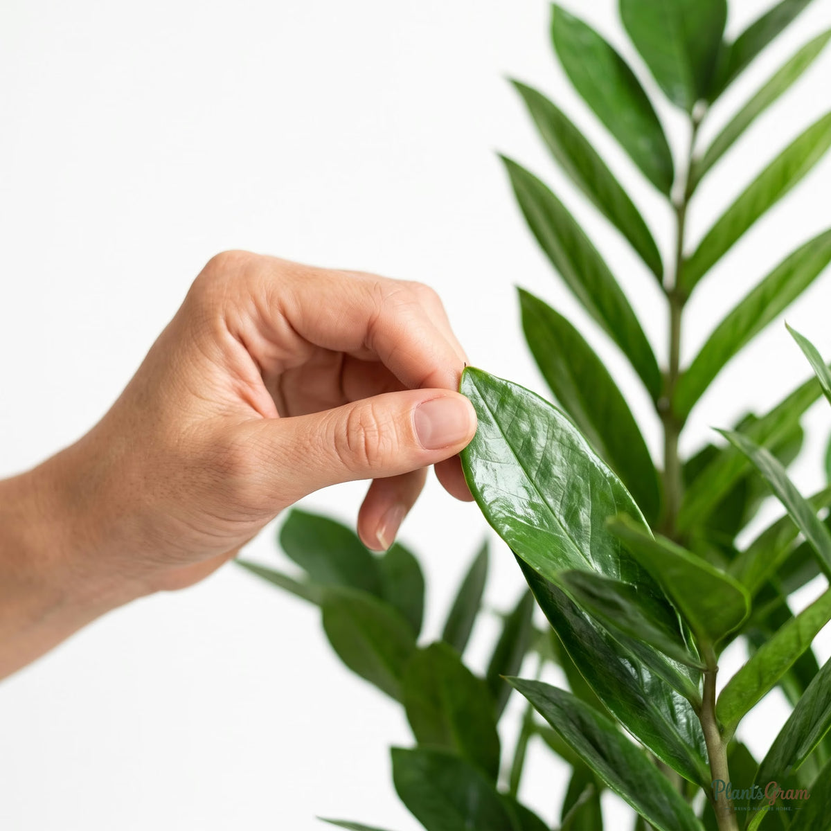 Hand touching a ZZ Plant leaf