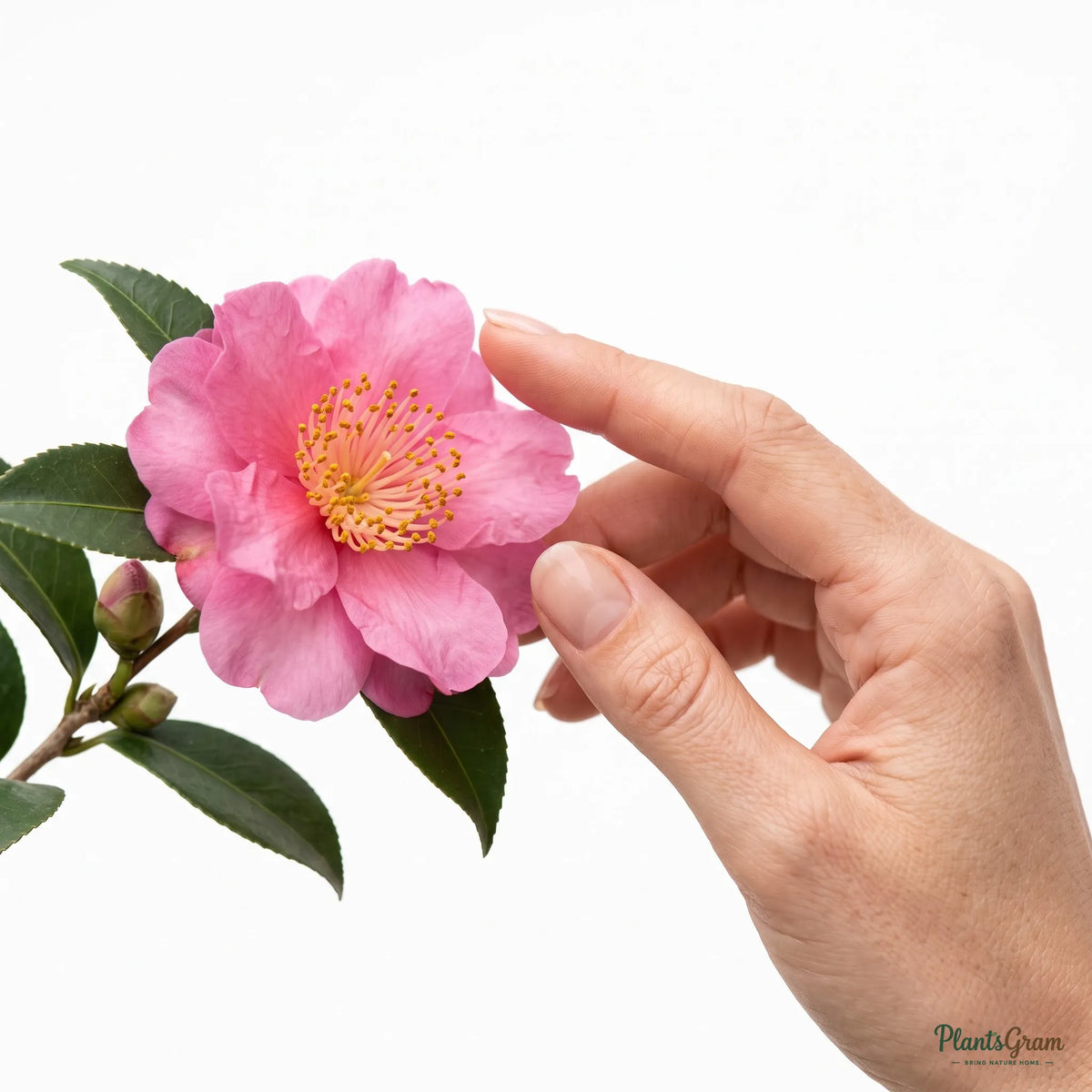 Camellia (Camellia sasanqua)