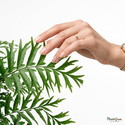 Hand touching a fishtail fern frond to show texture and scale