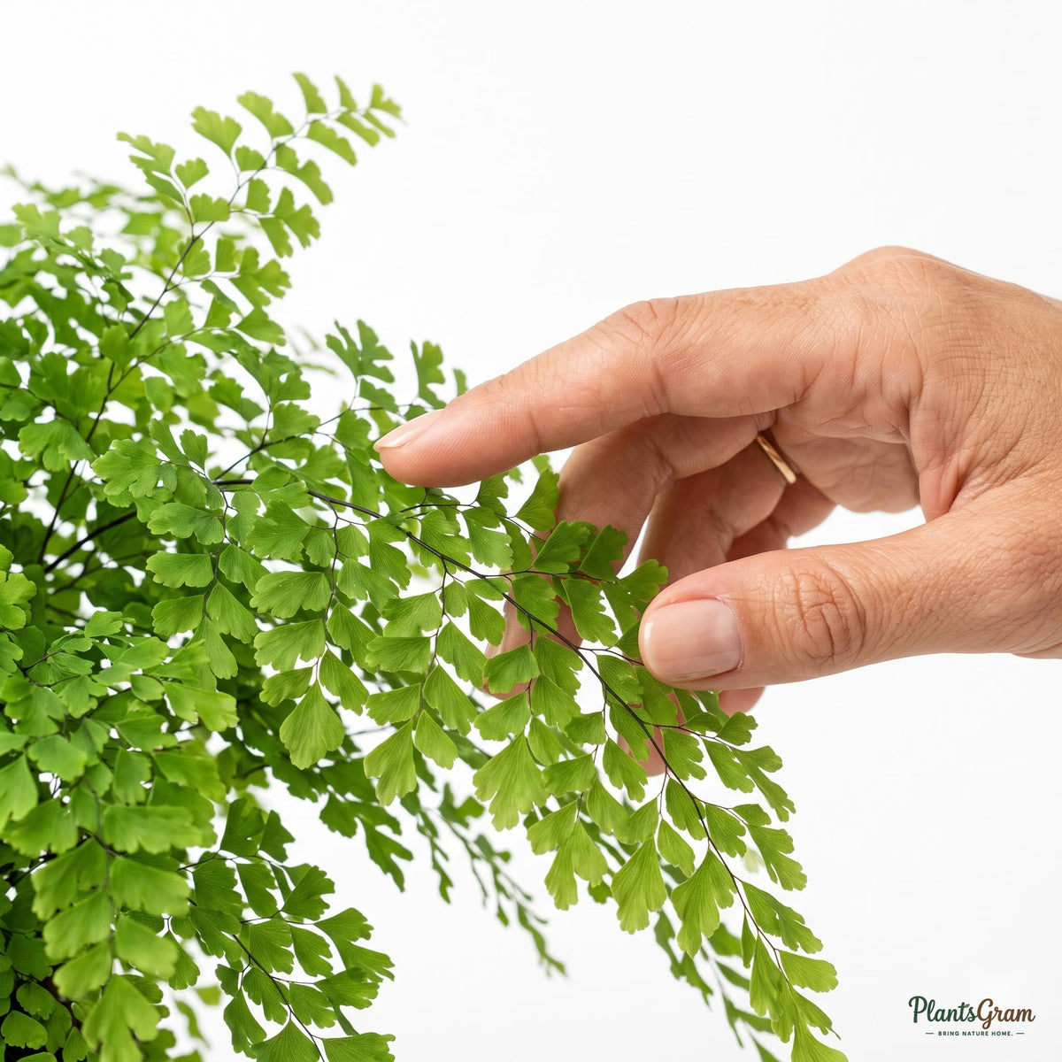 Hand touching soft maidenhair fern fronds