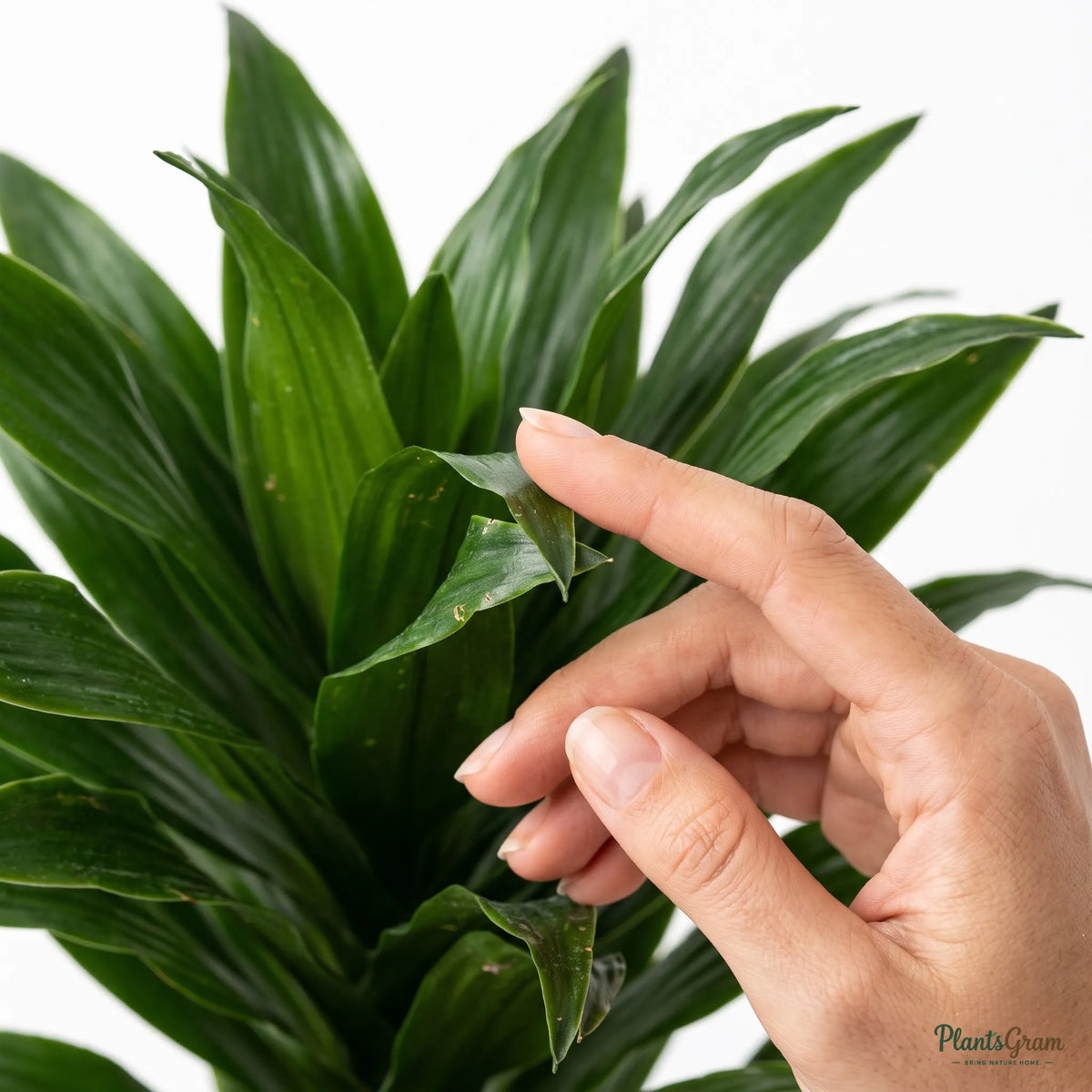 Hand touching a Cordyline Compacta leaf