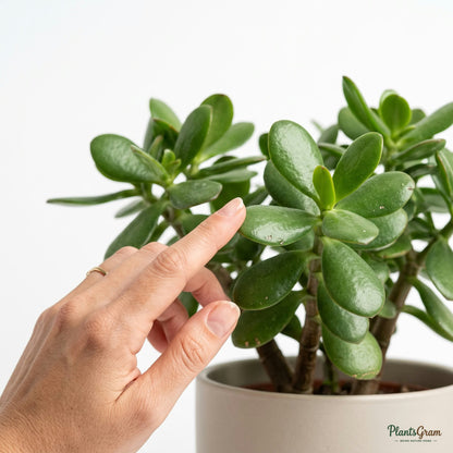 Hand touching a Jade Plant leaf