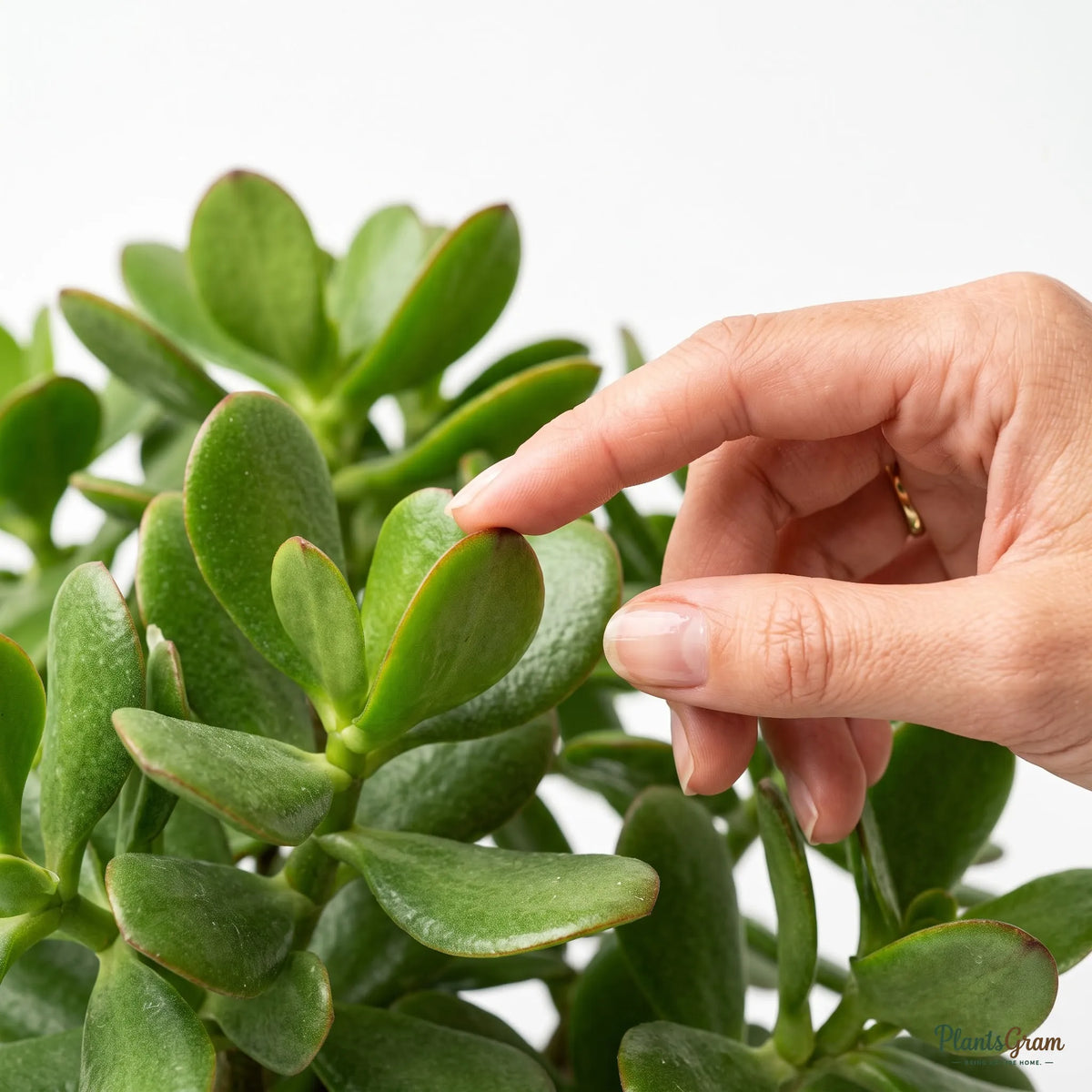Jade Plant (Crassula ovata)