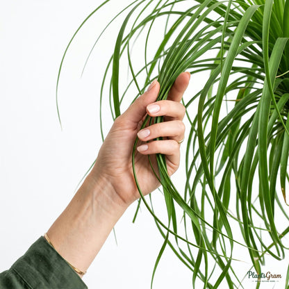 Hand touching cascading Ponytail Palm leaves
