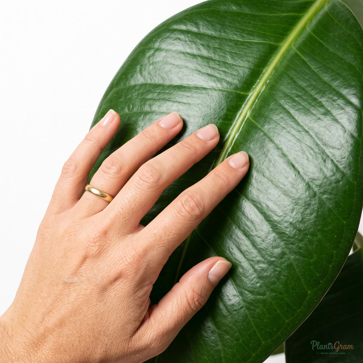 Hand touching a Rubber Plant leaf