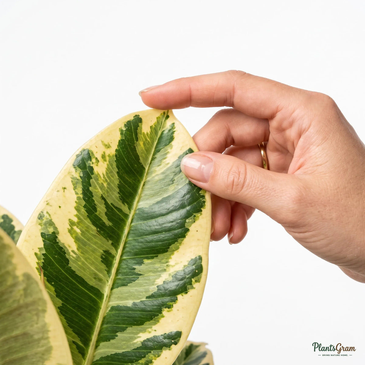 Rubber Plant Variegated (Ficus elastica)