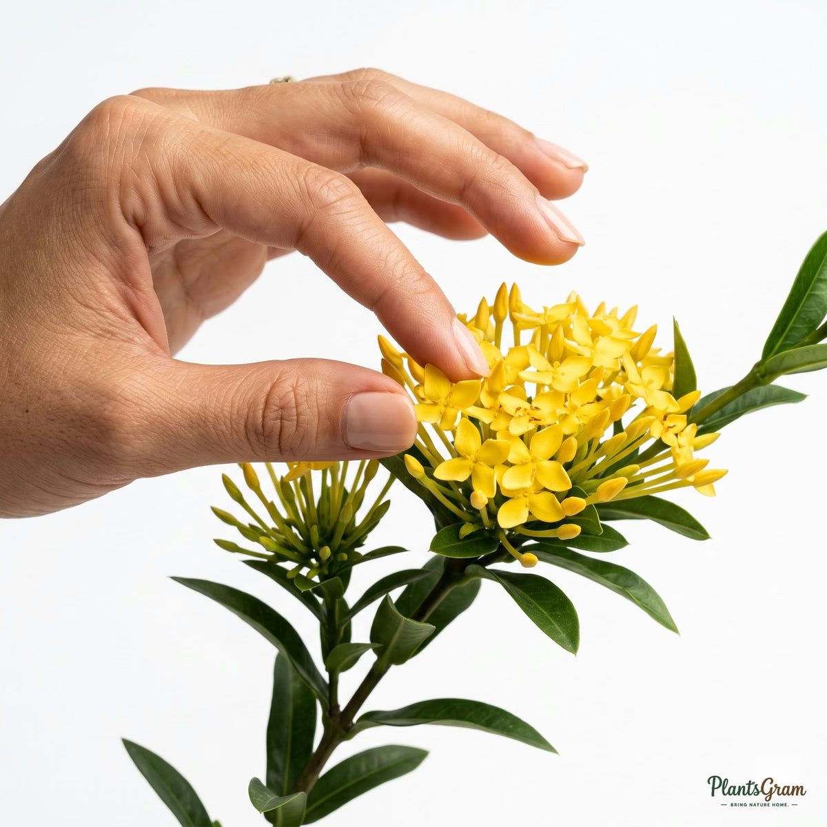 Hand touching yellow Ixora flower clusters