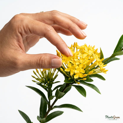 Hand touching yellow Ixora flower clusters