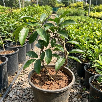 Hari Champa sapling in nursery pot