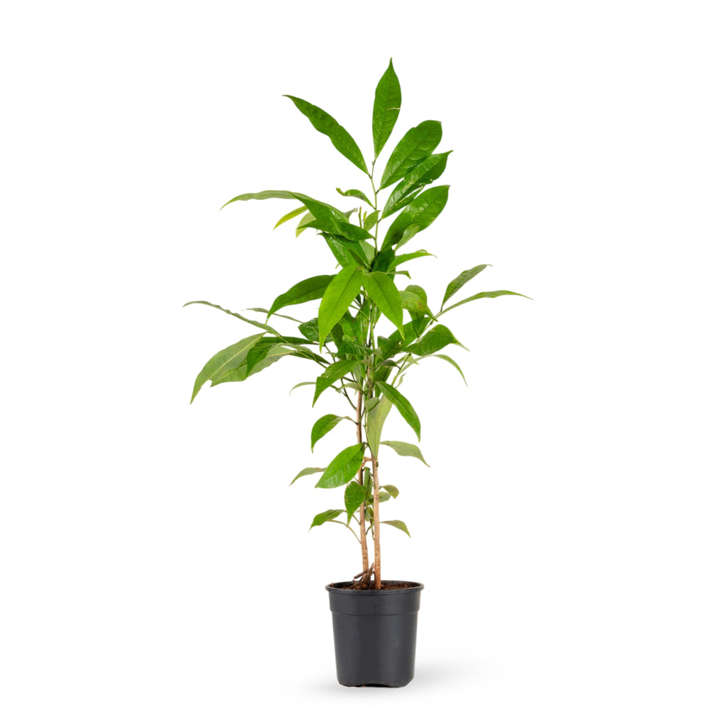 Hari Champa / Artabotrys hexapetalus - Flowering Plants