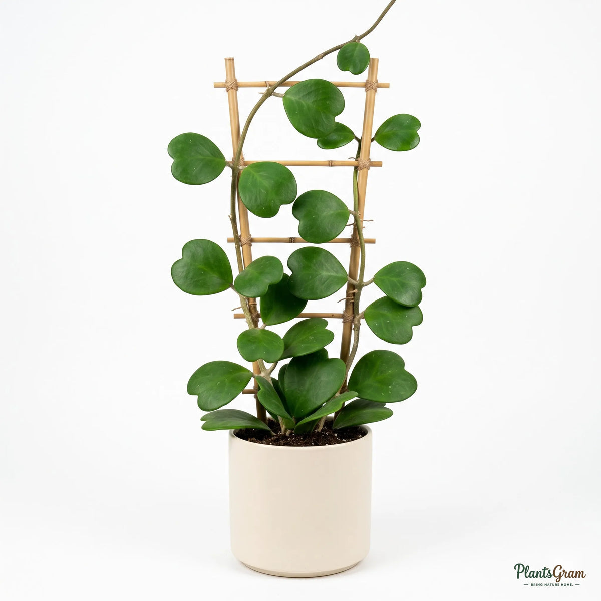 Hoya Kerrii heart-shaped leaves trained on a small trellis