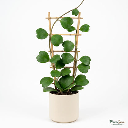 Hoya Kerrii heart-shaped leaves trained on a small trellis