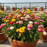 Strawflower Mixed Flower Seeds