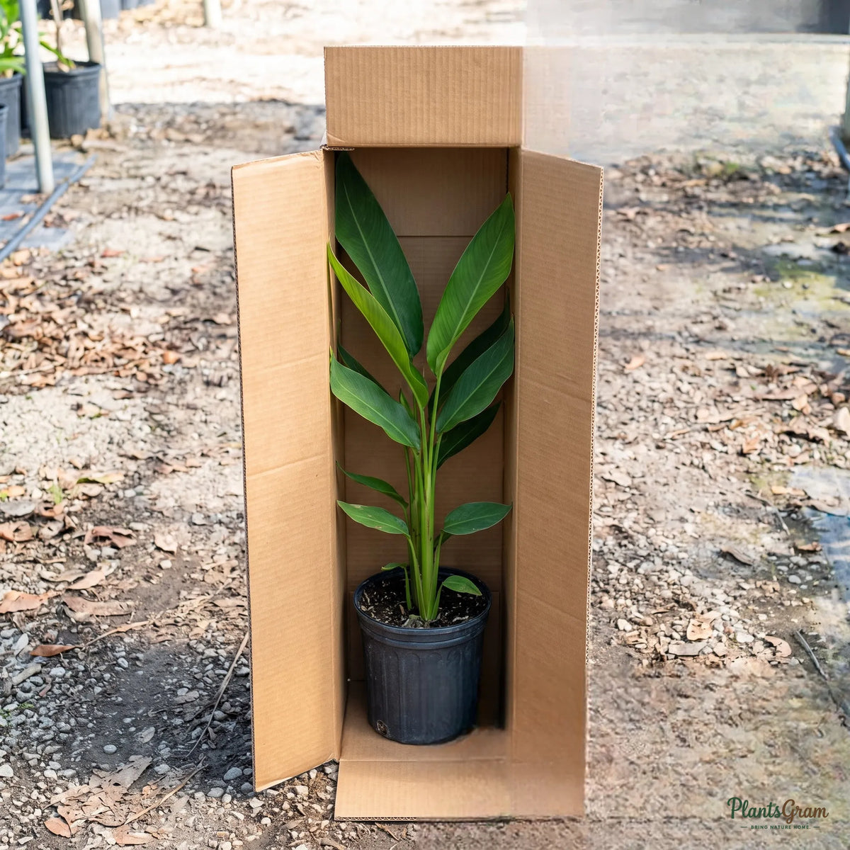 Heliconia (Mini Orange Dwarf) - Heliconia sp.