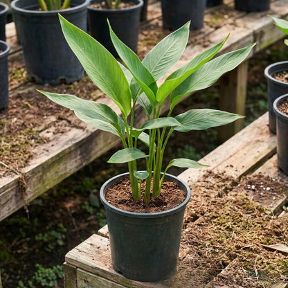 Heliconia (Mini Orange Dwarf) - Heliconia sp.