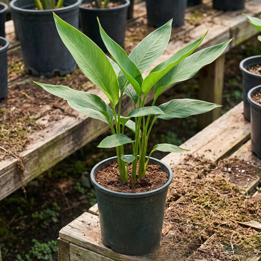 Heliconia (Mini Orange Dwarf) - Heliconia sp.