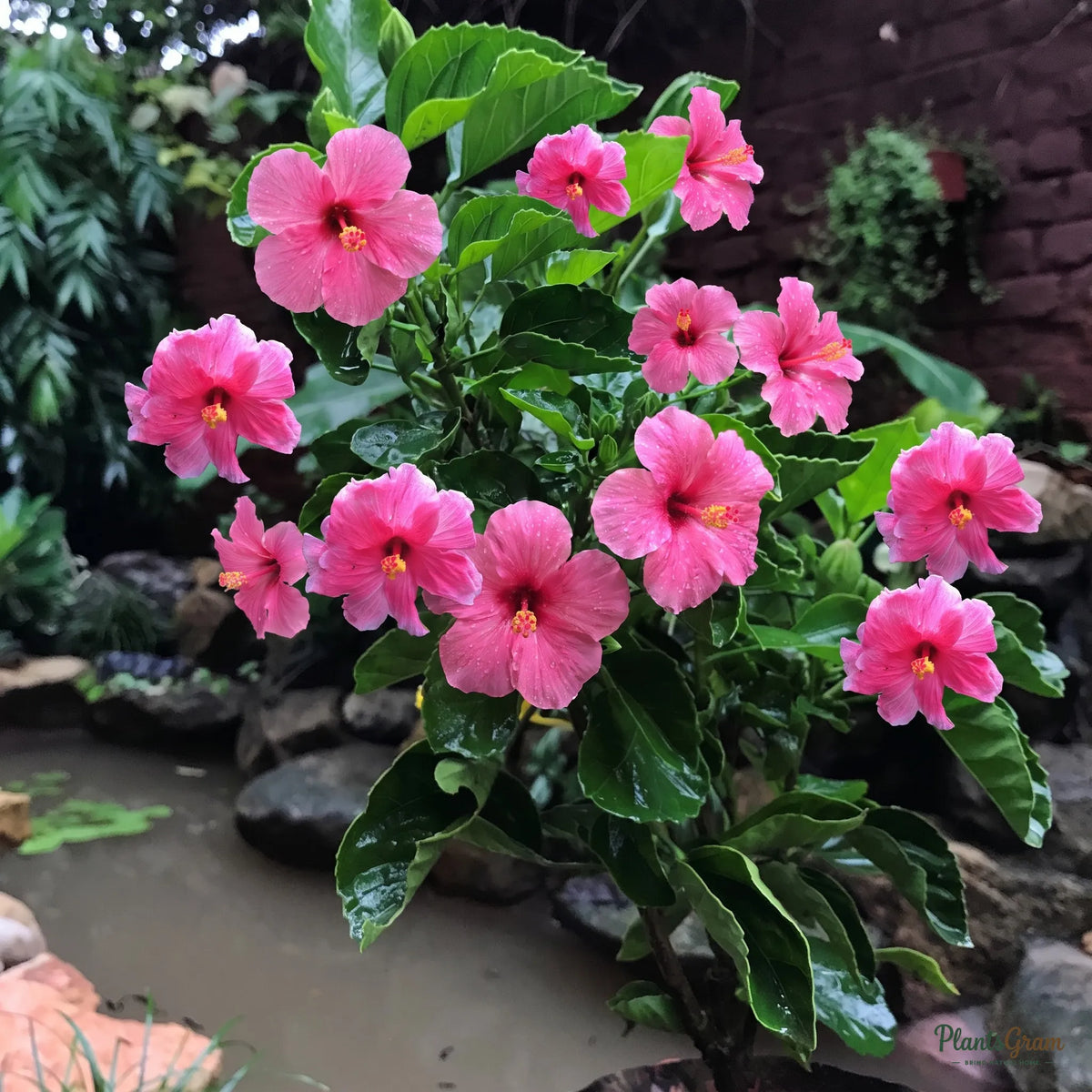 Hibiscus Mystic Pink shrub blooming in a garden