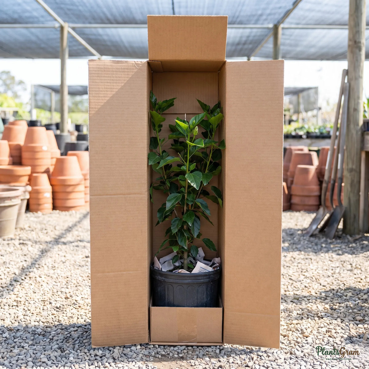 Hibiscus plant packed in a PlantsGram shipping box