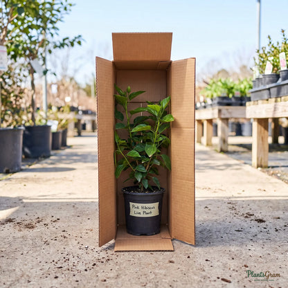 Hibiscus plant packed in a PlantsGram shipping box