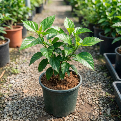 Hibiscus Mystic Pink sapling in a nursery pot