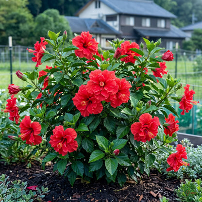 Hibiscus Red Double - Hibiscus rosa-sinensis