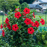 Hibiscus Red Desi - Hibiscus rosa-sinensis