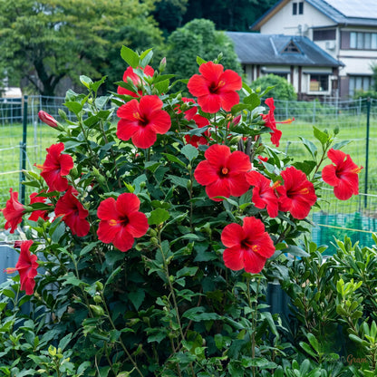 Hibiscus Red Desi - Hibiscus rosa-sinensis