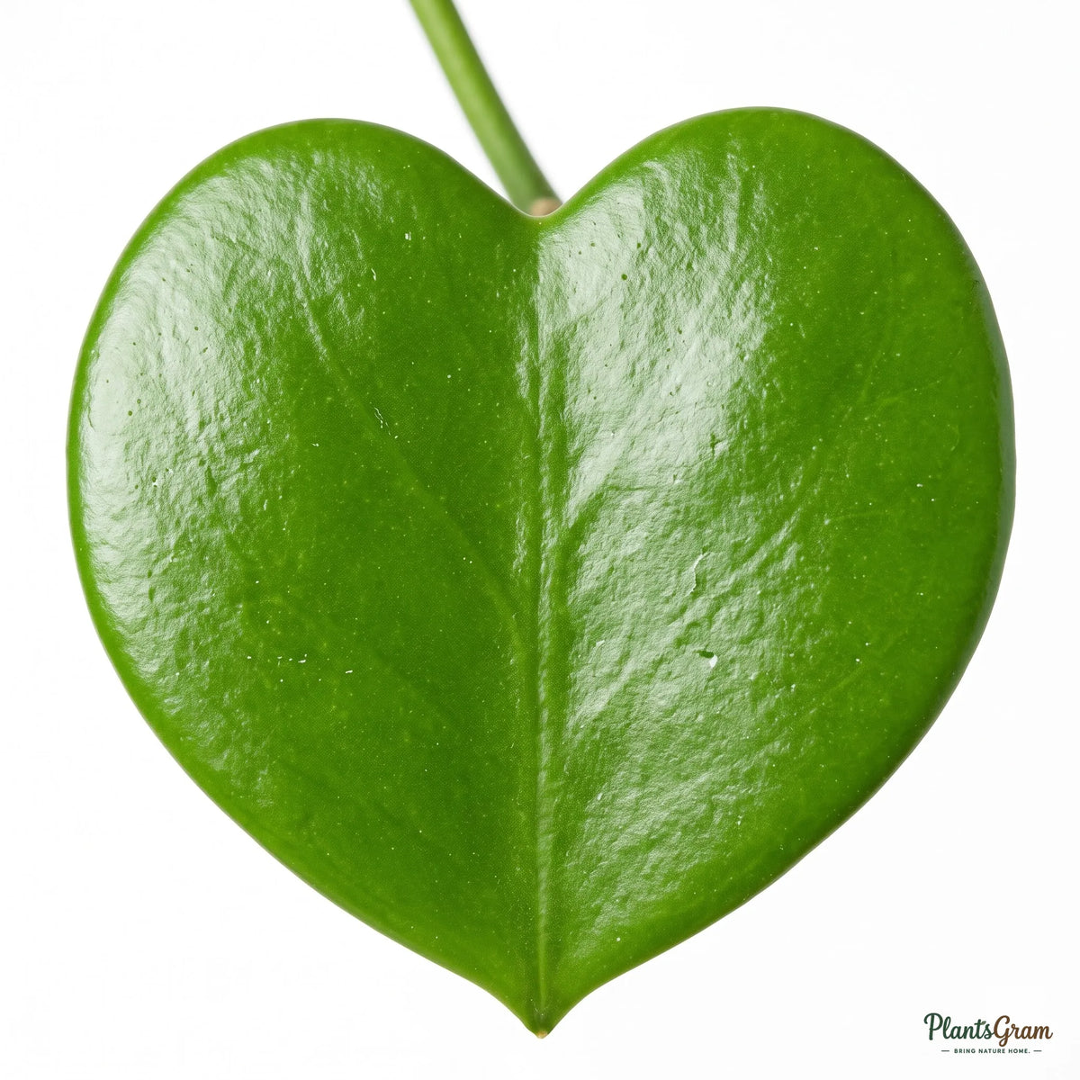 Close-up of a Hoya Kerrii heart-shaped succulent leaf