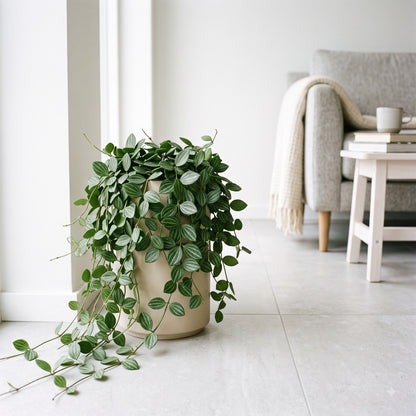 Trailing Hoya Watermelon (Dischidia ovata) plant on floor