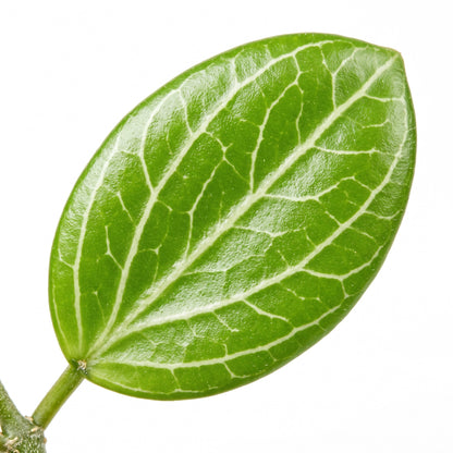 Close-up of watermelon-striped Dischidia ovata leaves