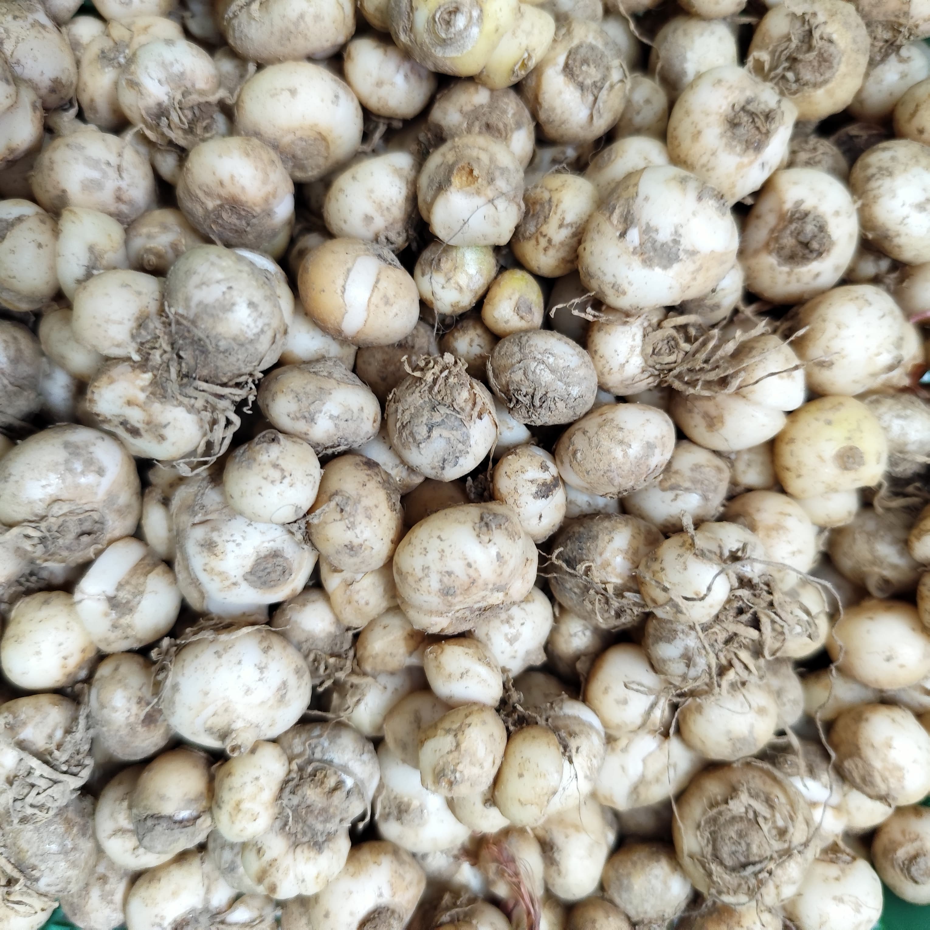 Ornithogalum Chincherinchee White Color Flower Bulb