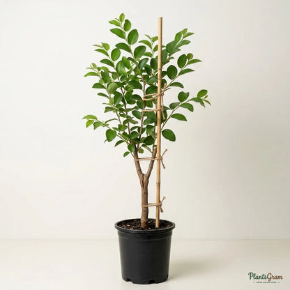 Indian Jujube / Ber (Grafted) - Thailand Apple Variety