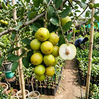 Indian Jujube / Ber (Grafted) - Thailand Apple Variety