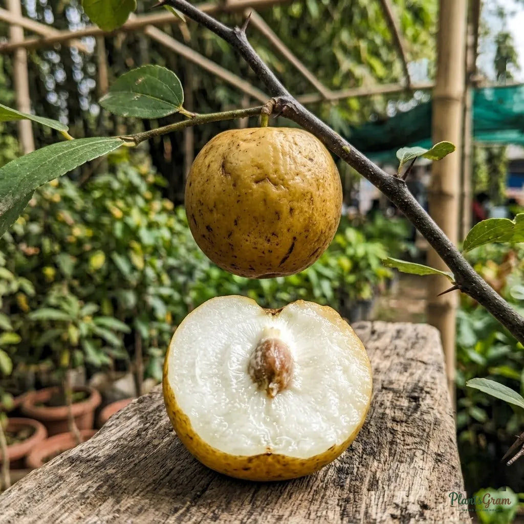 Indian Jujube / Ber (Grafted) - Thailand Apple Variety