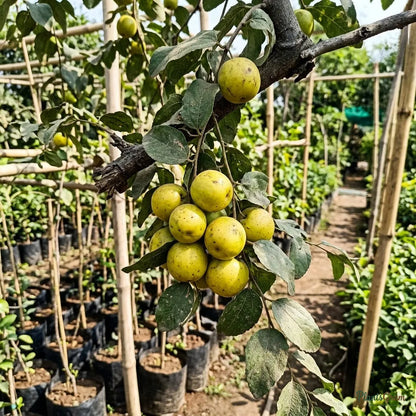 Indian Jujube / Ber (Grafted) - Thailand Apple Variety