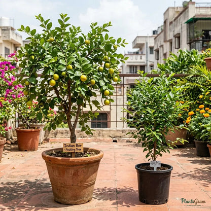 Indian Jujube (Ber) Fruit Plant