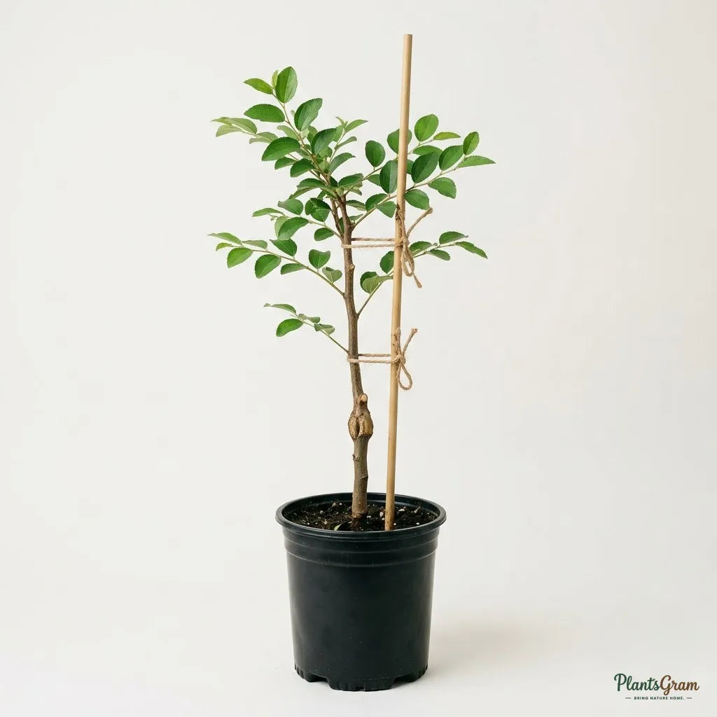 Indian Jujube (Ber) Fruit Plant