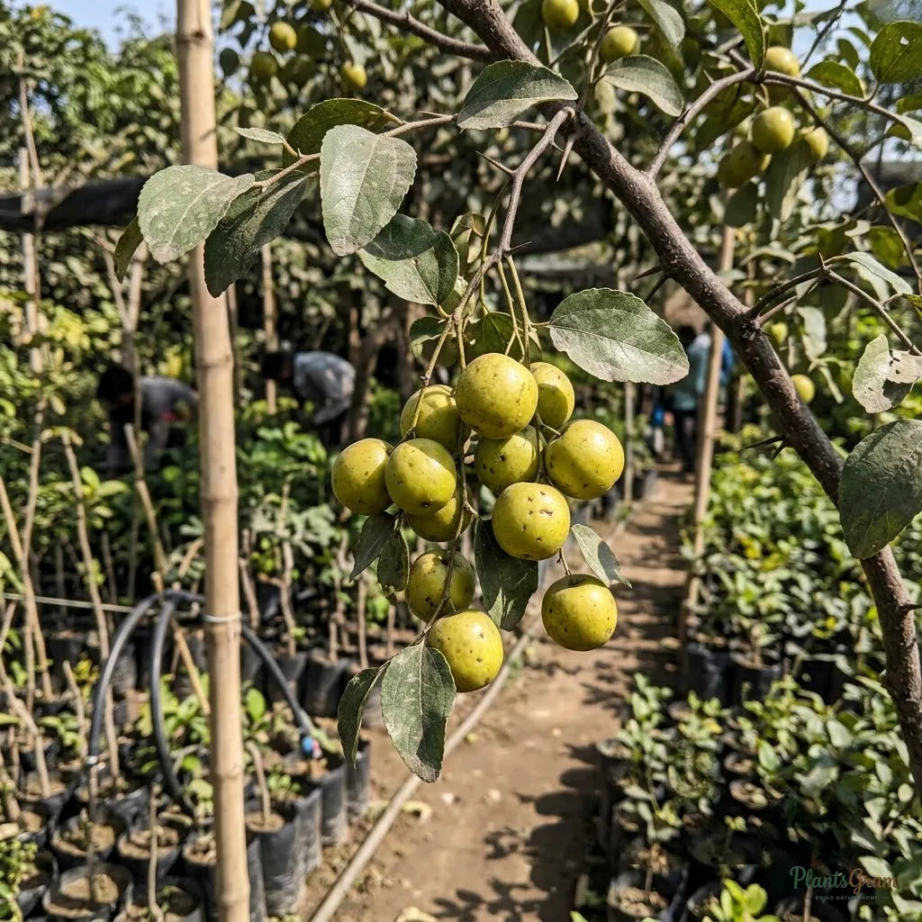 Indian Jujube (Ber) Fruit Plant