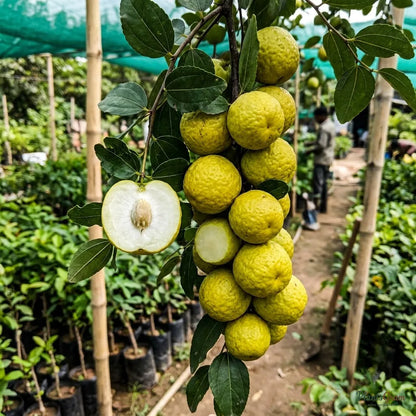 Indian Jujube (Ber) - Gola