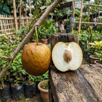 Indian Jujube (Ber) - Gola