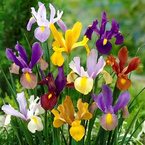 Iris Dutch Imported Flower Bulb