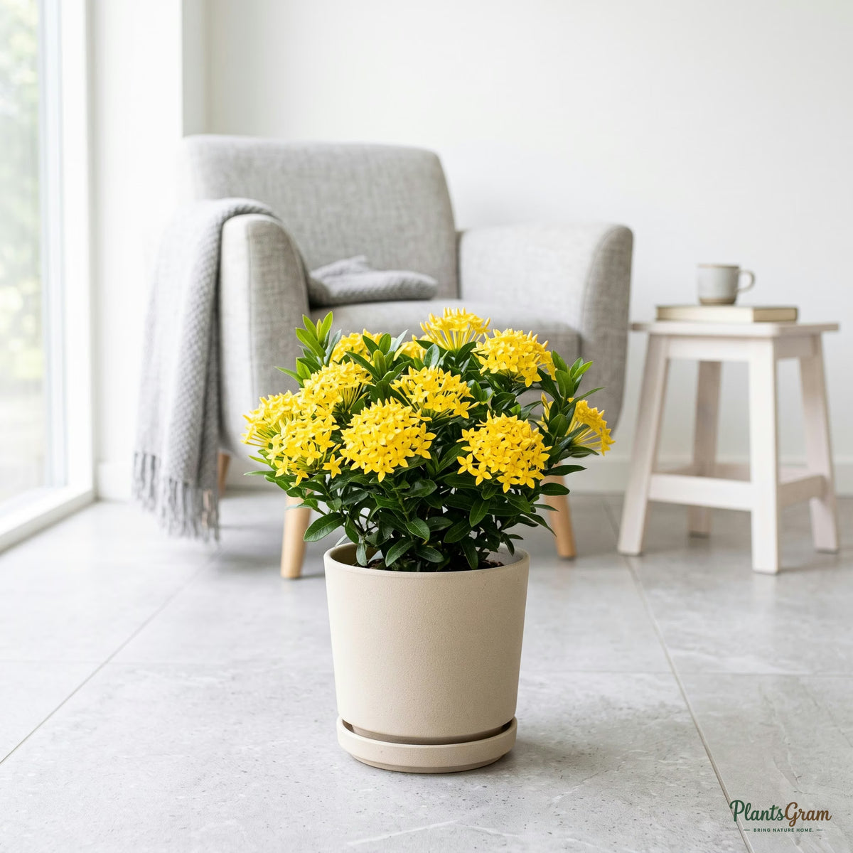 Ixora Dwarf Yellow flowering plant in a pot
