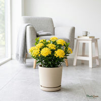 Ixora Dwarf Yellow flowering plant in a pot