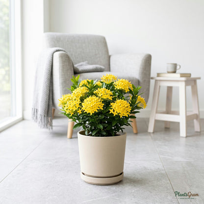 Ixora Dwarf Yellow flowering plant in a pot